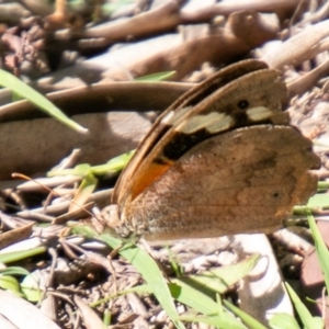 Heteronympha merope at Coree, ACT - 17 Apr 2020 01:00 PM