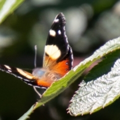 Vanessa itea (Yellow Admiral) at Coree, ACT - 17 Apr 2020 by SWishart