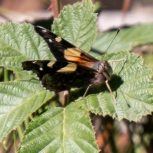 Vanessa itea at Coree, ACT - 17 Apr 2020