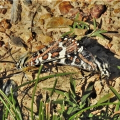 Apina callisto (Pasture Day Moth) at Bruce Ridge to Gossan Hill - 22 Apr 2020 by JohnBundock