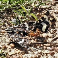 Apina callisto at Bruce, ACT - 22 Apr 2020 12:07 PM