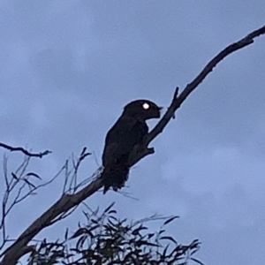 Podargus strigoides at Paddys River, ACT - 14 Feb 2020