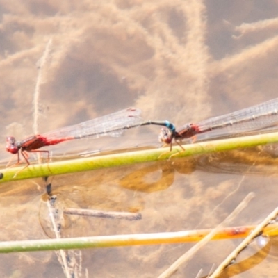 Xanthagrion erythroneurum (Red & Blue Damsel) at Kambah, ACT - 22 Apr 2020 by SWishart