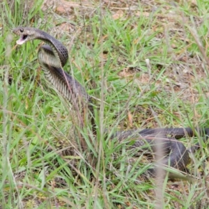 Pseudonaja textilis at Fraser, ACT - 16 Apr 2020