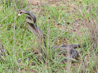 Pseudonaja textilis (Eastern Brown Snake) at Fraser, ACT - 16 Apr 2020 by Kerri-Ann