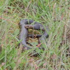 Pseudonaja textilis at Fraser, ACT - 16 Apr 2020