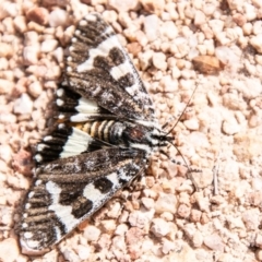 Apina callisto (Pasture Day Moth) at Kambah, ACT - 22 Apr 2020 by SWishart