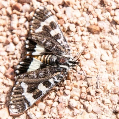 Apina callisto (Pasture Day Moth) at Kambah, ACT - 22 Apr 2020 by SWishart
