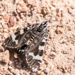 Apina callisto at Kambah, ACT - 22 Apr 2020