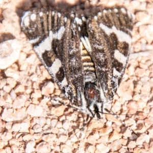 Apina callisto at Kambah, ACT - 22 Apr 2020 11:35 AM