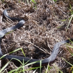 Pseudechis porphyriacus (Red-bellied Black Snake) at Bega, NSW - 22 Apr 2020 by MatthewHiggins