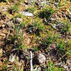 Tripogonella loliiformis (Five Minute Grass, Rye Beetle-Grass) at Majura, ACT - 22 Apr 2020 by RWPurdie