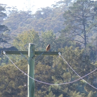 Falco berigora (Brown Falcon) at Bega, NSW - 22 Apr 2020 by MatthewHiggins