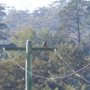 Falco berigora at Bega, NSW - 22 Apr 2020