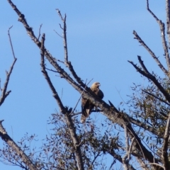 Haliastur sphenurus (Whistling Kite) at Bega, NSW - 22 Apr 2020 by MatthewHiggins