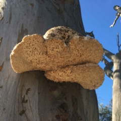 Laetiporus portentosus (White Punk) at Mount Majura - 22 Apr 2020 by RWPurdie