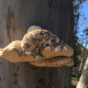 Laetiporus portentosus at Majura, ACT - 22 Apr 2020 03:34 PM