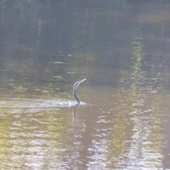 Anhinga novaehollandiae (Australasian Darter) at Bega, NSW - 22 Apr 2020 by MatthewHiggins