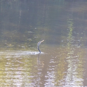 Anhinga novaehollandiae at Bega, NSW - 22 Apr 2020