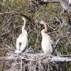 Anhinga novaehollandiae (Australasian Darter) at Bega, NSW - 22 Apr 2020 by MatthewHiggins