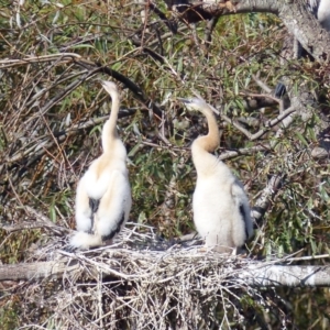 Anhinga novaehollandiae at Bega, NSW - 22 Apr 2020 10:51 AM