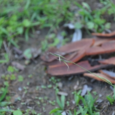 Rytidosperma (genus) (Wallaby Grass) at Wamboin, NSW - 30 Mar 2020 by natureguy