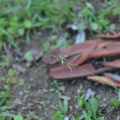 Rytidosperma sp. (Wallaby Grass) at Wamboin, NSW - 30 Mar 2020 by natureguy