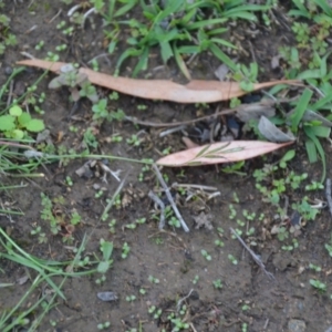 Rytidosperma sp. at Wamboin, NSW - 30 Mar 2020