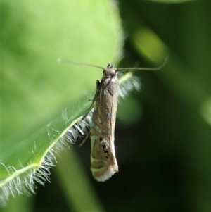 Glyphipterix anaclastis at Cook, ACT - 22 Apr 2020 12:47 PM