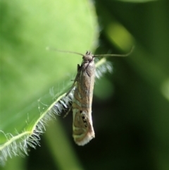 Glyphipterix anaclastis (A sedge moth) at Mount Painter - 22 Apr 2020 by CathB
