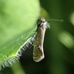 Glyphipterix anaclastis at Cook, ACT - 22 Apr 2020