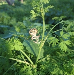 Fumaria sp. at Cook, ACT - 21 Apr 2020