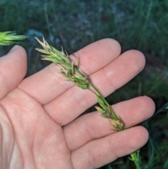 Bromus (genus) (A Brome) at Higgins, ACT - 22 Apr 2020 by MattM