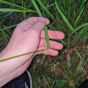 Bromus sp. at Higgins, ACT - 22 Apr 2020