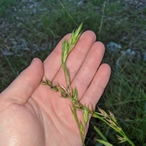 Bromus sp. at Higgins, ACT - 22 Apr 2020