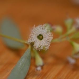 Eucalyptus melliodora at Wamboin, NSW - 30 Mar 2020 08:10 PM