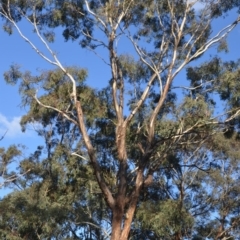 Eucalyptus melliodora at Wamboin, NSW - 30 Mar 2020 08:10 PM