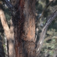 Eucalyptus melliodora at Wamboin, NSW - 30 Mar 2020