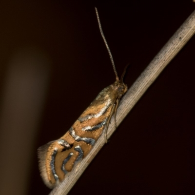 Glyphipterix cyanochalca (A sedge moth) at Melba, ACT - 29 Mar 2020 by Bron