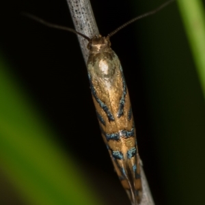 Glyphipterix cyanochalca at Melba, ACT - 29 Mar 2020