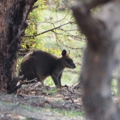 Wallabia bicolor (Swamp Wallaby) at Red Hill, ACT - 22 Apr 2020 by wombey