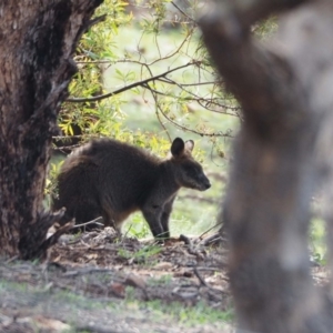 Wallabia bicolor at Red Hill, ACT - 22 Apr 2020