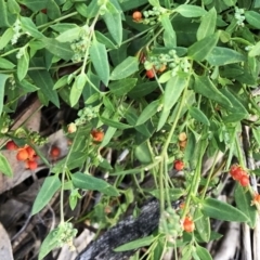 Einadia nutans (Climbing Saltbush) at Hughes Garran Woodland - 20 Apr 2020 by ruthkerruish