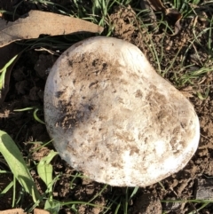 Amanita sp. (Amanita sp.) at Garran, ACT - 18 Apr 2020 by ruthkerruish