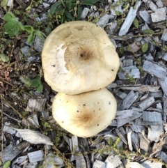 Agrocybe sp. at Hughes Garran Woodland - 18 Apr 2020 by ruthkerruish