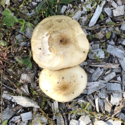 Agrocybe sp. at Garran, ACT - 18 Apr 2020 by ruthkerruish