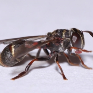 Paramixogaster sp. (genus) at Evatt, ACT - 18 Nov 2015 04:27 PM