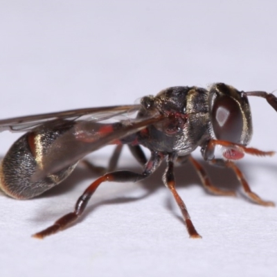 Paramixogaster sp. (genus) (A hover fly) at Evatt, ACT - 18 Nov 2015 by TimL