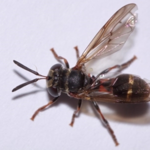 Paramixogaster sp. (genus) at Evatt, ACT - 18 Nov 2015 04:27 PM