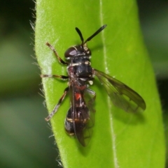 Paramixogaster sp. (genus) at Evatt, ACT - 18 Nov 2015 04:27 PM